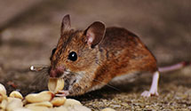 post-construction-termite-treatment Experts in Norwood